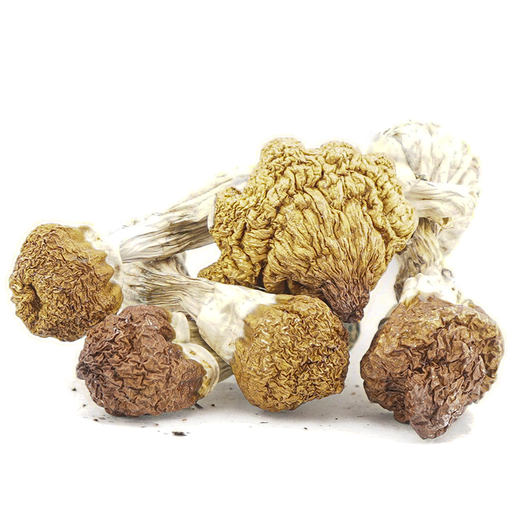 buy-weed-online-dispensary-magic-mushrooms-dancing-tiger Shrooms - Dancing Tiger - Image 1