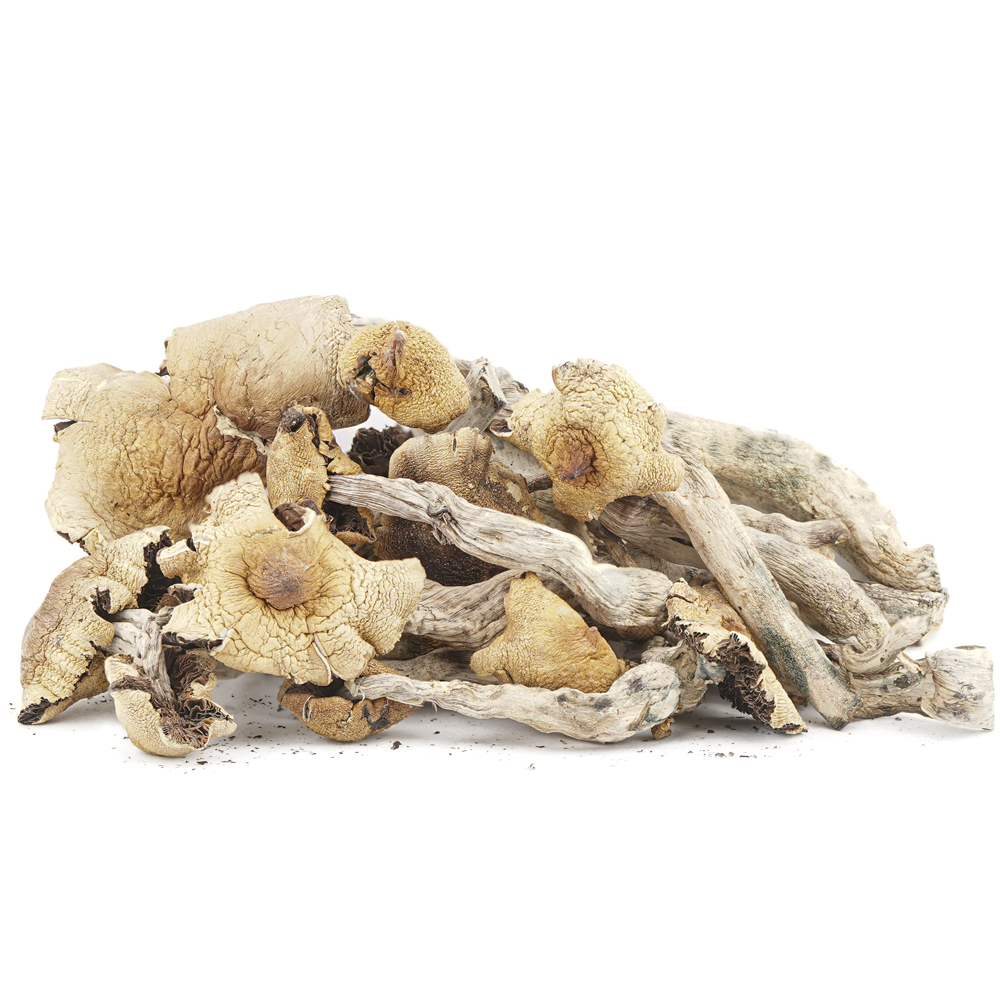 buy-weed-online-dispensary-magic-mushrooms-great-white-monsters-wholesale Wholesale Shrooms - Great White Monsters - Image 1