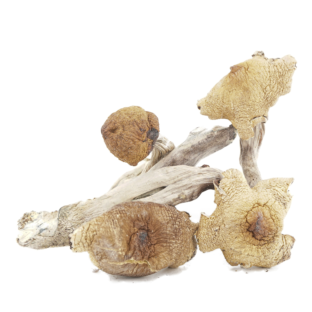 buy-weed-online-dispensary-magic-mushrooms-great-white-monsters Shrooms - Great White Monsters - Image 1