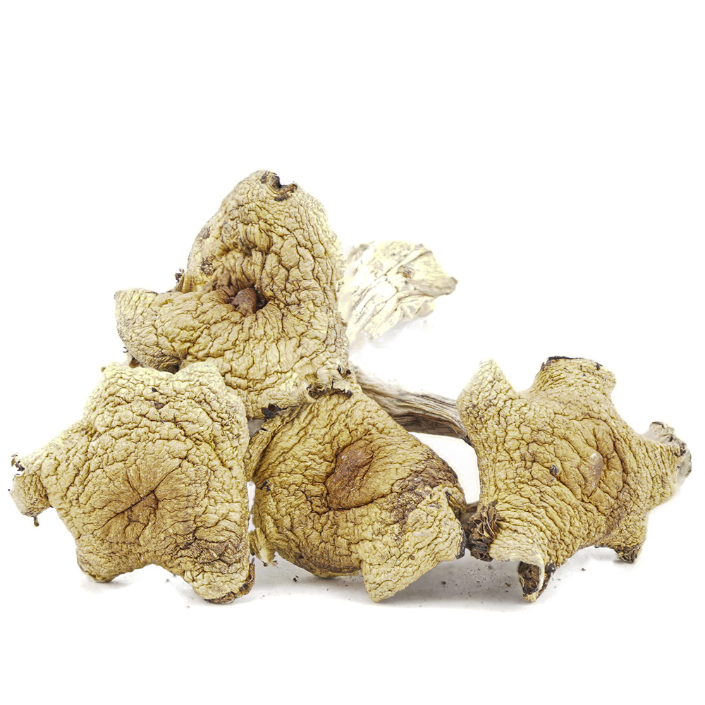 buy-weed-online-dispensary-magic-mushrooms-mazapatec Shrooms - Mazapatec - Image 1