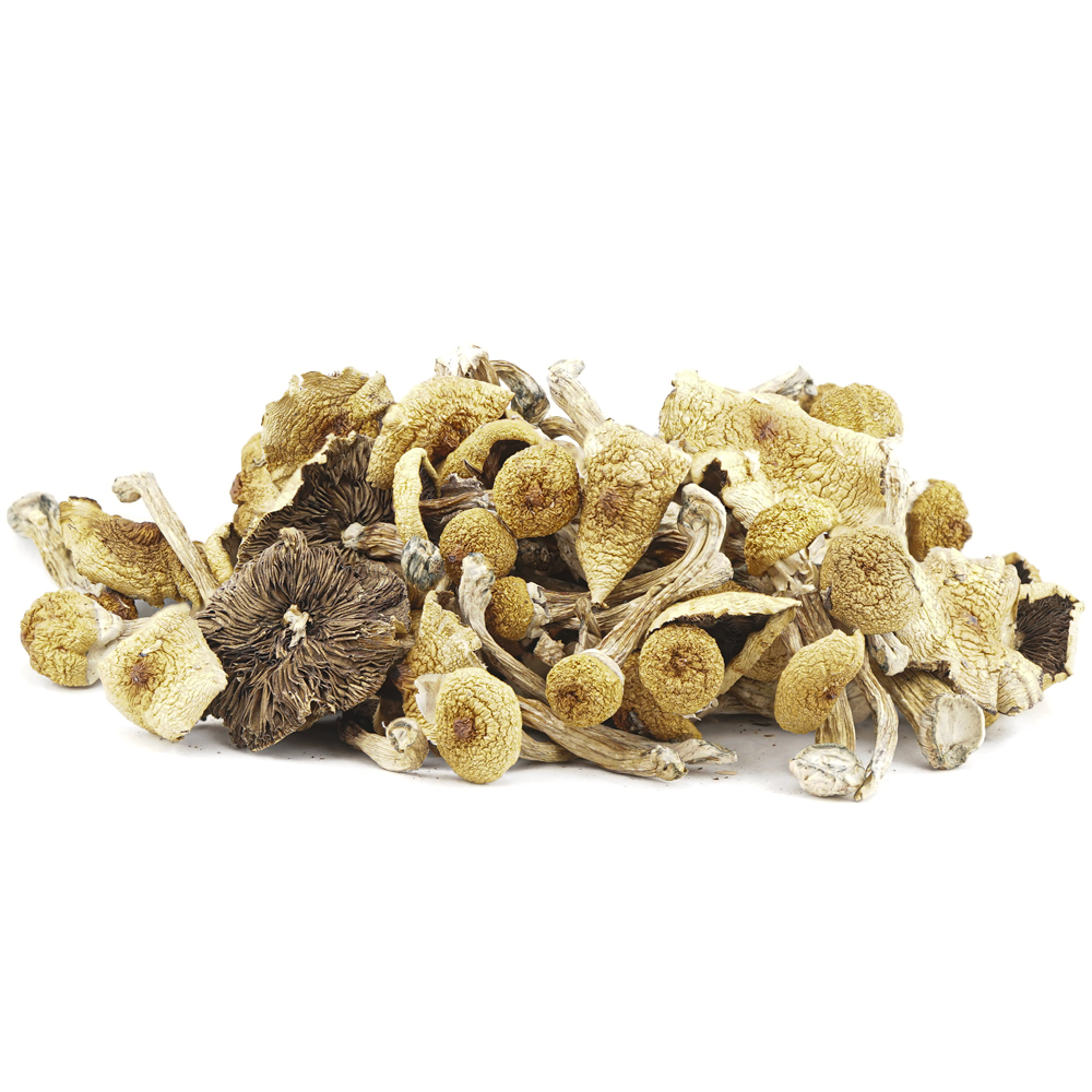 buy-weed-online-dispensary-magic-mushrooms-texas-envy-wholesale Wholesale Shrooms - Texas Envy - Image 1