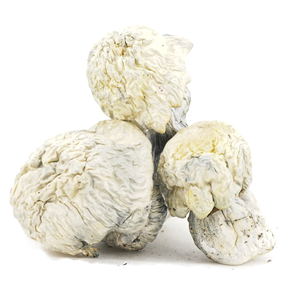 buy-weed-online-dispensary-magic-mushrooms-jack-frost-three Shrooms - Jack Frost - Image 1