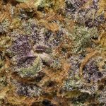 True Quads - Ice Age - Hybrid (28 Grams) - Image 3