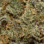 True Quads - Sundae Best - Indica (28 Grams) - Image 3