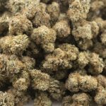 Bear Dance AA - Sativa - Image 3