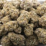 Wholesale - Blue Mammoth - Craft