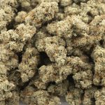 Chunk Norris AAA - Indica - Image 3