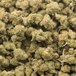 Cookie Glue A - Hybrid - Image 3