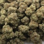 Dolce Gelato AAA - Indica - Image 3