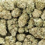 Rock Tuna AA – Hybrid