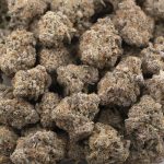 Orange Candy Craft - Sativa - Image 3