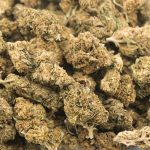 Pink Tuna A - Indica - Image 3