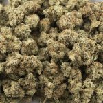 Platinum Romulan AAA - Indica - Image 3