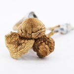 Shrooms - African Transkei