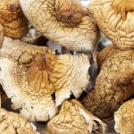 Shrooms - African Transkei - Image 2