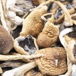 Wholesale Shrooms - Koh Samui