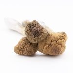 Wholesale Shrooms - Koh Samui - Image 2