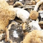 Wholesale Shrooms - Malabar