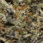 True Quads - Platinum Cookies - Hybrid (28 Grams) - Image 3