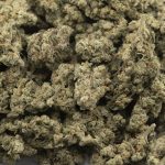 Wholesale - Moby Dick AAA