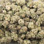 Cereal MAC AA - Indica - Image 3