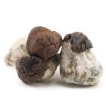 Shrooms - Blue Pulaski