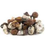 Wholesale - Shrooms - Blue Pulaski