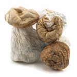 Wholesale - Shrooms - Gold Member - Image 2