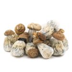 Wholesale - Shrooms - Gold Member