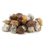 Wholesale - Shrooms - King Kong