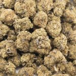 MK Ultra AA - Indica - Image 3