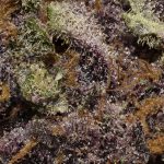 True Quads - Amethyst - Indica (28 Grams) - Image 3