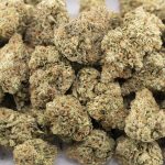 Pineapple Mimosa Craft - Sativa - Image 3