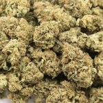 Jackalope AAA - Sativa - Image 3