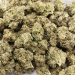 Northern Wreck AA - Indica - Image 3