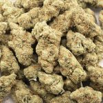 Orange Ghost AAAA - Hybrid - Image 3