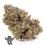 Pearl Scout Cookie AAA - Indica