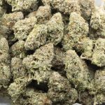 Wholesale - Black Truffle - AAAA