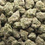 Pie Dough AAAA - Hybrid - Image 3