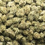 Lemonhead A - Sativa - Image 3