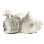 Wholesale - Shrooms - Atlantic Treasure Coast - Image 2