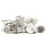 Wholesale - Shrooms - Atlantic Treasure Coast
