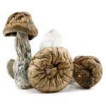 Shrooms - Daddy Long Legs