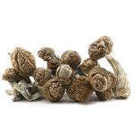 Shrooms - Daddy Long Legs - Image 2