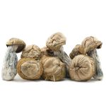 Shrooms - Hillbilly Pumpkin - Image 2