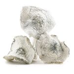 Wholesale - Shrooms - Jedi Mindfuck - Image 2