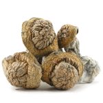 Shrooms - Penis Envy