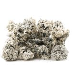 Shrooms - Enigma - Image 2