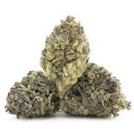 Papaya Slapper A - Hybrid - Image 2