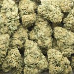 Silver Haze AA - Sativa - Image 3